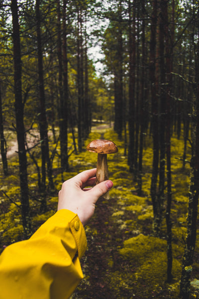 Pine mushrooms