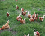 Load image into Gallery viewer, chickens in field
